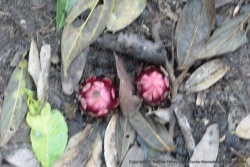 De très étranges fleurs qui éclosent dans la terre