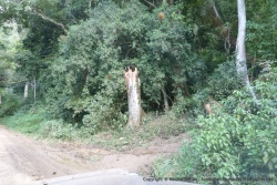 Cet arbre est tombé sur la piste et l'a bloqué pendant plusieurs heures