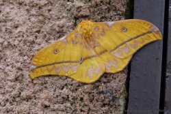 Un énorme papillon de presque 10 cm d'envergure