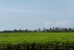 Les plantations de thé paerfaitement alignées