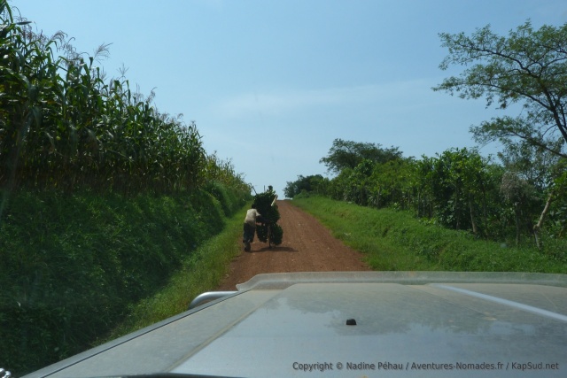Le transport de matoke, un travail de forçat