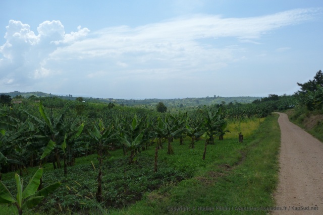 Après les plantations de thé, des champs de bananiers à perte de vue