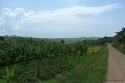 Après les plantations de thé, des champs de bananiers à perte de vue