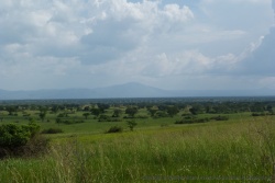 La savane est bien verte, la saison des pluies a tardé cette année