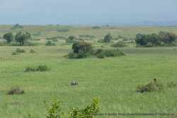 Un éléphant se délecte des herbes tendres