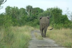Les éléphants aussi empruntent les pistes
