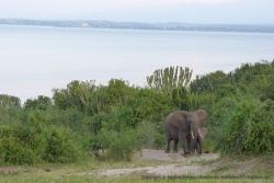 Les éléphants arrivent de partout, on est cernés !