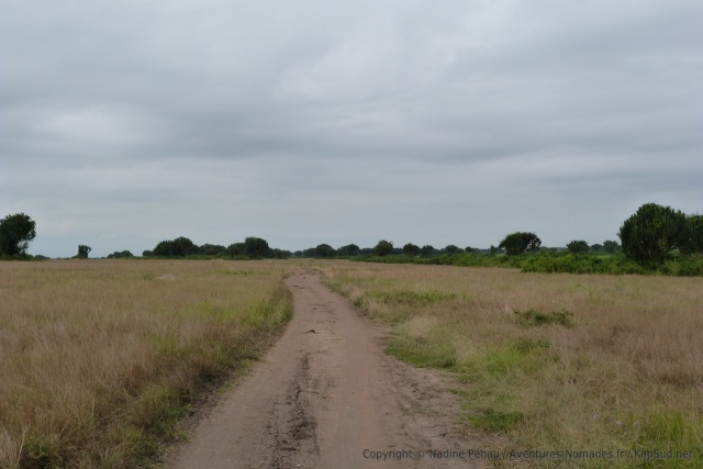 Ici, la savane est plus déséchée, sur un sol sablonneux