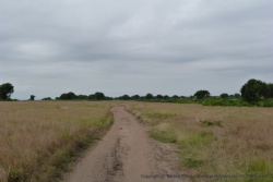 Ici, la savane est plus déséchée, sur un sol sablonneux