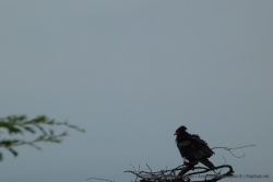 Un rapace noir au bec rouge, encore tout ébouriffé par la pluie