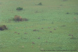 Au fond du cratère, cobes et waterbucks profitent de cette herbe abondante