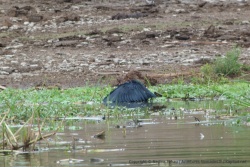 Cet oiseau pêche en attirant les poissons avec son ombre
