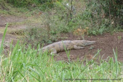 Un petit crocodile tente de se réchauffer tant bien que mal