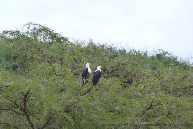 Un couple d'aigles pêcheurs scrute la surface de l'eau