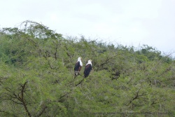 Un couple d'aigles pêcheurs scrute la surface de l'eau