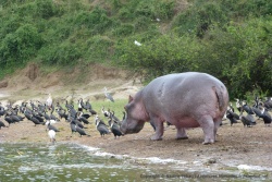 Quand il ne fait pas trop chaud, on peut apercevoir les hippopotames hors de l'eau