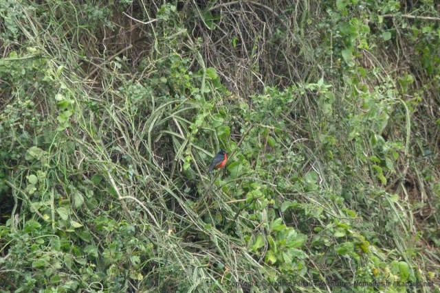 Un très joli petit oiseau rouge et noir