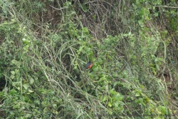 Un très joli petit oiseau rouge et noir