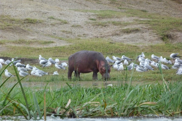 C'est la première fois qu'on voit un hippo brouter parmi des mouettes