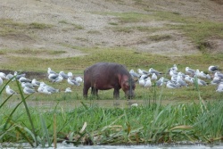 C'est la première fois qu'on voit un hippo brouter parmi des mouettes