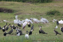 Pélicans, marabouts, cormorans, les oiseaux sont légion