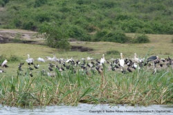 Chez les pélicans il y a les blanc, les plus gros et les gris, de taille moyenne