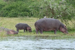 Une maman hippopotame est de sortie avec son petit