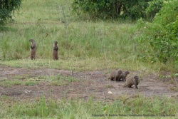 Une bande de mangoustes part en goguette
