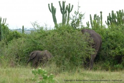 Les éléphants se dissimilent très facilement derrière les arbustes
