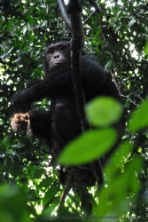 Un chimpanzé sauvage !