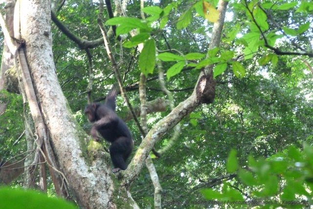La rapidité d'action de ces singes est incroyable