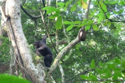 La rapidité d'action de ces singes est incroyable
