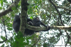 Une maman chimpanzé tient son petit à l'écart de l'agitation qui a suivi la partie de chasse