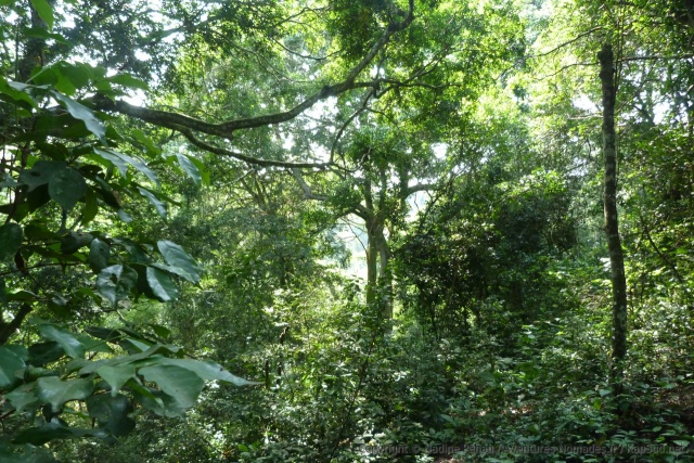 La végétation est particulièrement dense dans cette forêt équatoriale