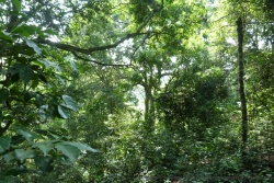 La végétation est particulièrement dense dans cette forêt équatoriale