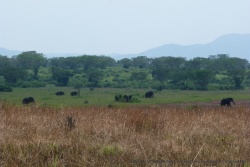 Les rangers nous avaient dit qu'on verraient de très gros éléphants sur cette piste