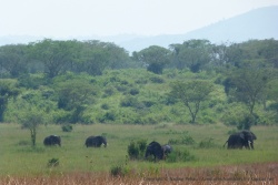 Les éléphants quittent la forêt pour s'alimenter des herbes de la plaine