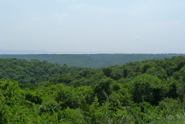 Une forêt impénétrable s'est réapproprié son espace