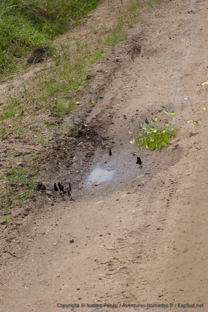 A chaque flaque d'eau, des dizaines de papillons de toutes les couleurs viennent s'abreuver
