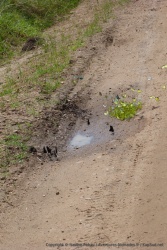 A chaque flaque d'eau, des dizaines de papillons de toutes les couleurs viennent s'abreuver