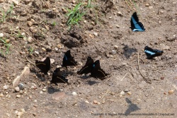 Mes préférés sont ces beaux papillons noirs qui s'illuminent de bleu quand ils déploient leurs ailes