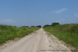 Peu à peu, nous quittons la forêt pour revenir dans la savane