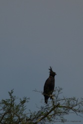Un très beau rapace qui me fait penser à un chef indien