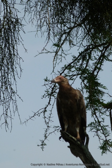 Cet espèce de rapace mi-vautour mi-aigle me parait fort peu sympathique