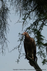 Cet espèce de rapace mi-vautour mi-aigle me parait fort peu sympathique