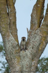 Un petit singe patas monkey, pas très rassuré de nous voir arriver