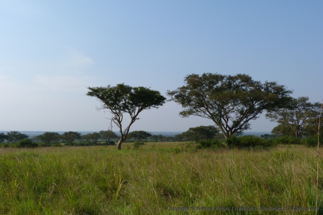 Les fameux arbres dans lesquels pourraient se cacher les lions arboricoles d'Ishasha
