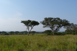 Les fameux arbres dans lesquels pourraient se cacher les lions arboricoles d'Ishasha
