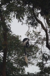 Les arbres qui entourent dnotre bivouac sont truffés de singes, en particulier les très élégants colobes noirs et blancs