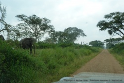 Des éléphants déboulent de leurs taills